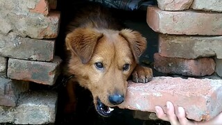Nobles Enjoying Dinner