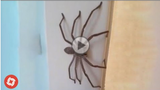 Spider invasion _ Giant Spider Attacks 2021