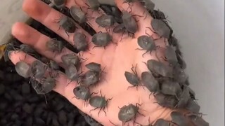 Stinky Bug: You think it's fun, but the other person's life is already gone!