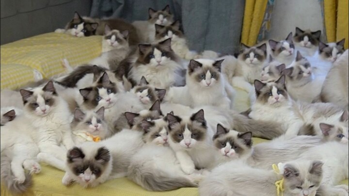 Holy crap, there's a whole litter of kittens sleeping here~