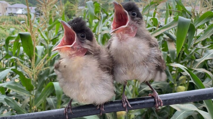 The baby bird that once begged for help by the public restroom has grown up—so cute!