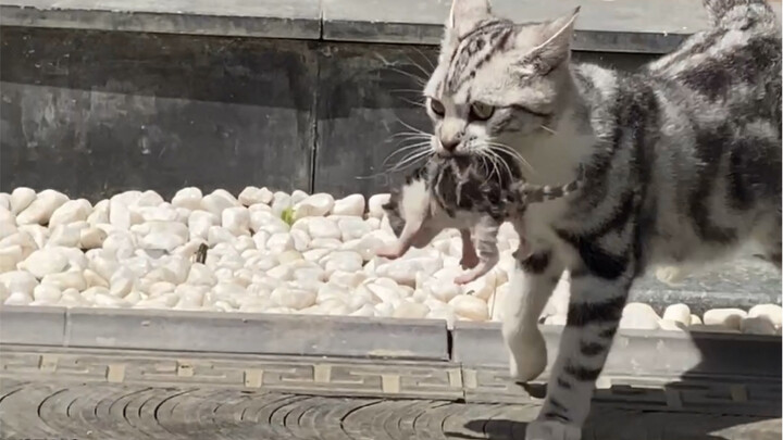 Dulu waktu kecil kita selalu menunggu tamu selesai makan baru ikut makan, tapi kenapa di sini di Tao