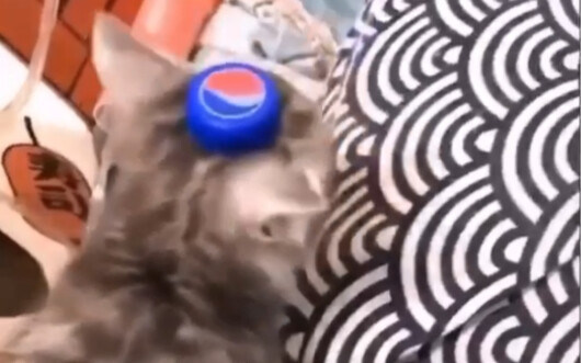 Cat: Watch me show you a killer trick!