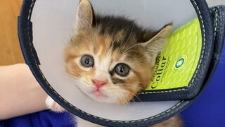 Someone else is here to adopt kittens again—this time, we can't call it kidnapping; it's more like r