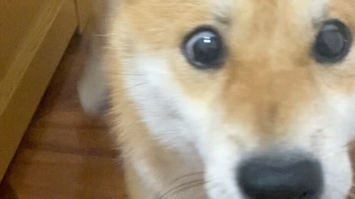 Jangan berani mencabut bulu anjingku! Dasar pencuri bulu anjing!