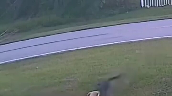 Anjing! Tanpa ragu-ragu menyelamatkan tuannya!