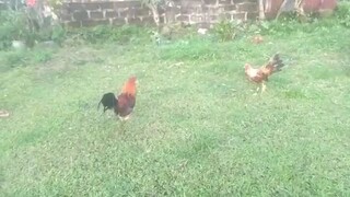 tagalog na binabae vs dalusapi na pogi