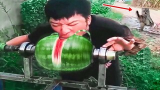 Funny Pets That Will Knock Your Socks Off From Laughter