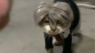 This cat must be terrible at catching mice.