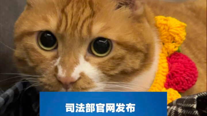 Teman-teman, dukung legislasi Undang-Undang Anti-Kekerasan pada Hewan!