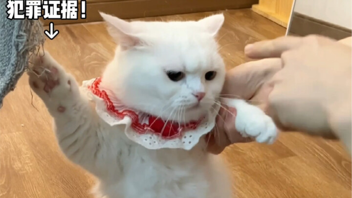 Hôm nay! Không ai có thể cứu được bạn đâu (๑♡ω♡๑)