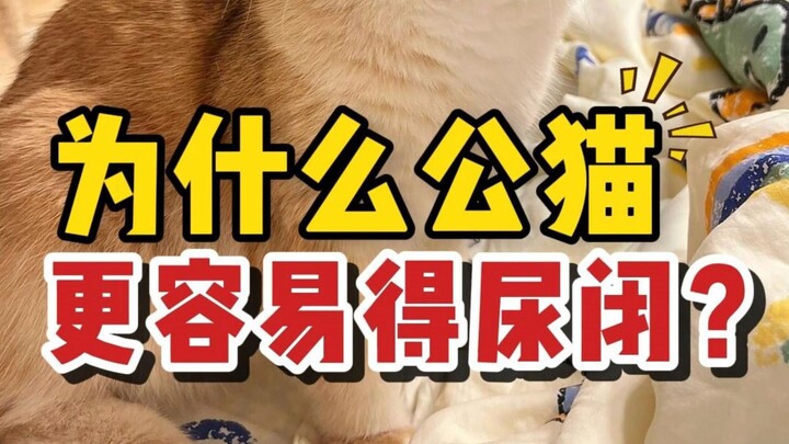 Is it true that nine out of ten male cats develop urinary obstruction?