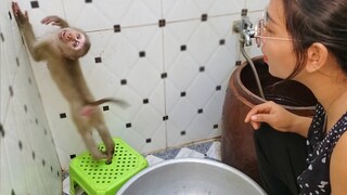 Happy Monkey Yaya Playful With Mom Before Take A Bath