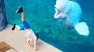 Funny Animal Reaction - Seal And Dolphin 🐬 | Pets Kingdom