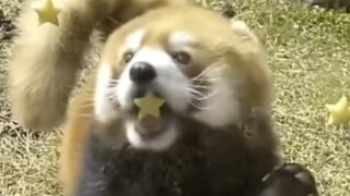 太可爱辣，忍不住画了下来暂不考虑接稿O.o