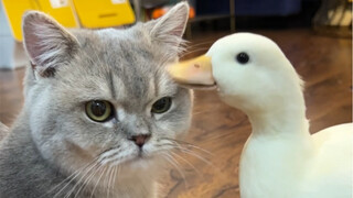 The Grilling Couple, Each Doing Their Own Thing