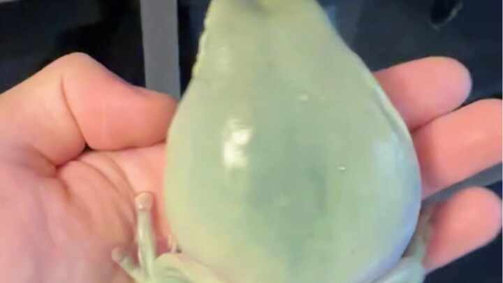 When you have a really fat tree frog