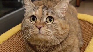 盼望着，盼望着，猫粮来了，麻麻的脚步近了——猪自轻