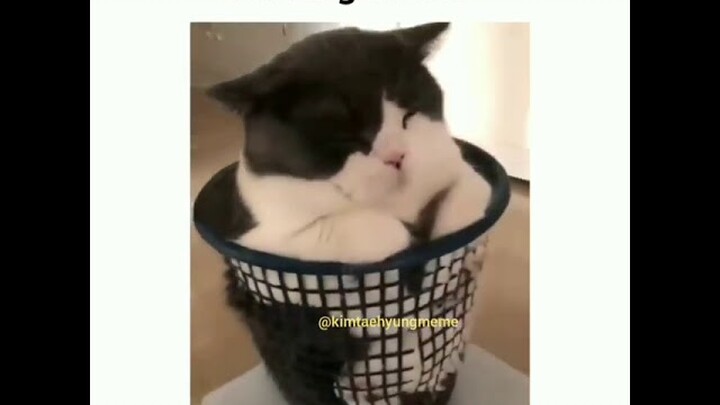 KETIKA MEMBER BTS PUNYA PELIHARAAN KUCING