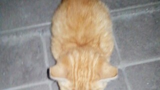 Menemukan seekor anak kucing yang tidak takut pada manusia