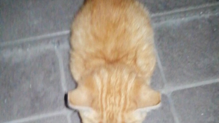 Menemukan seekor anak kucing yang tidak takut pada manusia