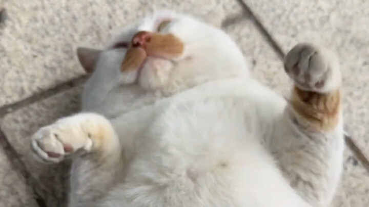 من بعيد تبدو قطة سمينة كبيرة، ومن قريب تبدو قطة كبيرة سمينة.