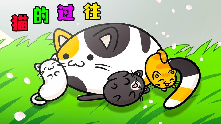 《猫的过往》没想到拉西家的猫咪，也有着悲惨的过往