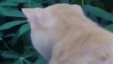 Kucing: Ah Minos
