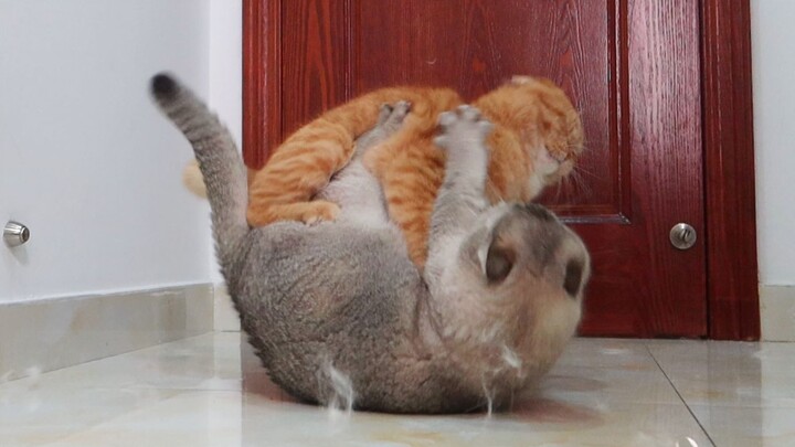 แมวทะเลาะกันจนกลายเป็นก้อนแมวไปหมด! ทำไมที่บ้านถึงมีหิมะตกได้ล่ะ?