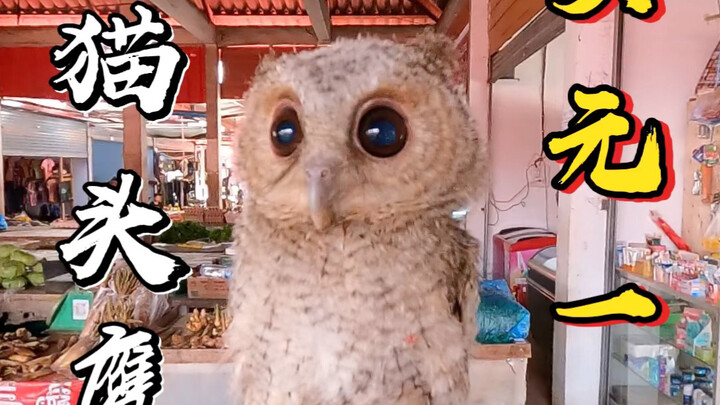 Bumped into two owls at a Lao market; the vendor offered me a discount, but I wouldn’t dare buy wild