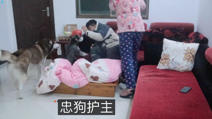 What does the Husky do when its owner gets scolded by his mom?