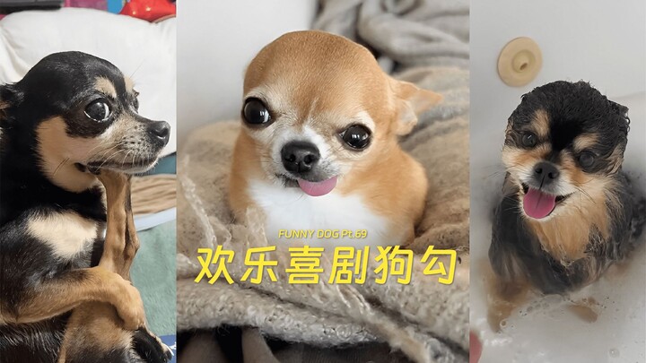 Komedi Menggemaskan Anjing Gou Bagian 69