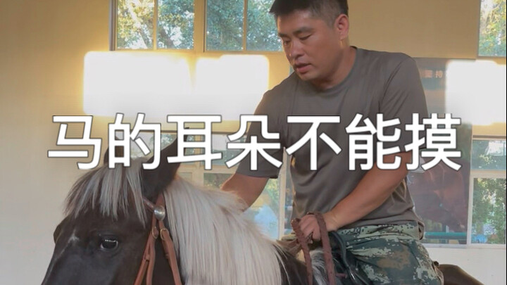 You shouldn't touch a horse's ears.