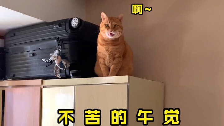 Hai, mau nggak kucing tua, kucing gemuk, atau kucing yang suka mengganggu?