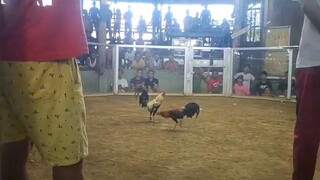 3rd fight draw  dinala ang pag ka stag haha