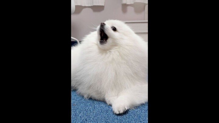 What if the puppy heard its owner barking like a dog…