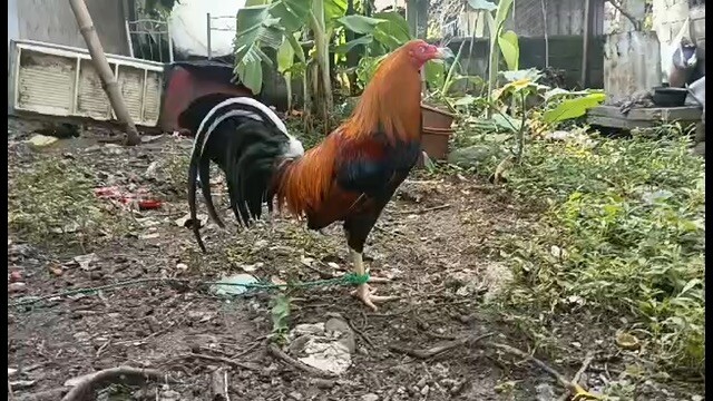 My personal broodcock pussom 226