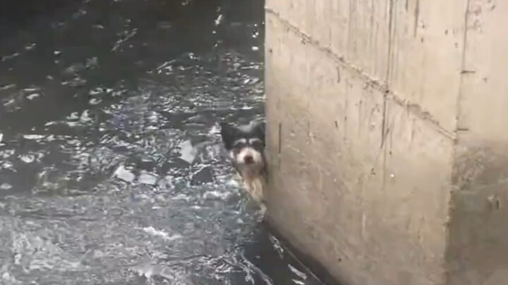 Dalam perjalanan pulang kerja, aku menyelamatkan seekor anjing yang jatuh ke air