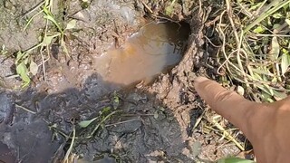 Mudah sekali mancing di kebun tebu ternyata banyak belut belut babon bersarang