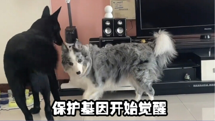 As soon as I finished watching it, I smelled it and came over.