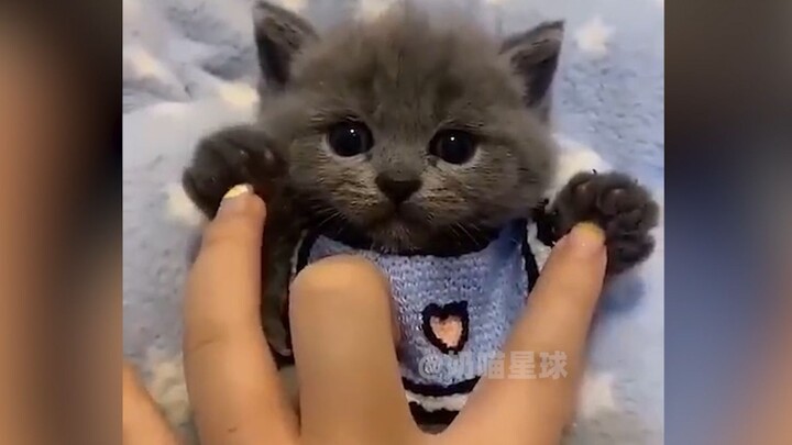 "110% Fatality Rate"