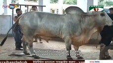 ব্রাহামা জাতের গরু পালনে ৬ মাসে দ্বিগুন লাভ | 飼養梵天乳牛 6 個月獲利翻倍