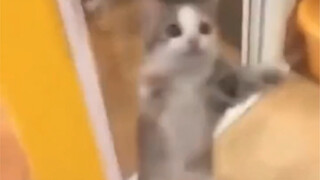 Wow—so many happy cats!