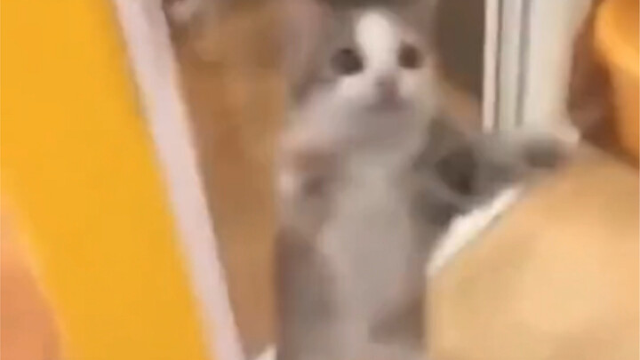 Wow～ banyak kucing bahagia nih!