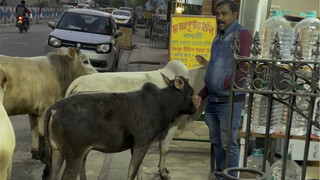 Seperti apa kehidupan sehari-hari sapi suci India?
