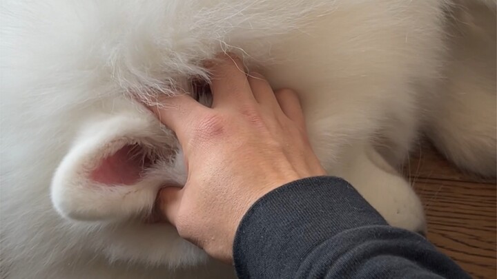 Nắn vào bộ phận này trên tai chó Samoyed sẽ phát ra tiếng kêu kỳ lạ
