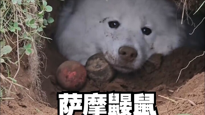 Ras anjing terbaru dari Samoyed: Tikus Gua Samoyed!