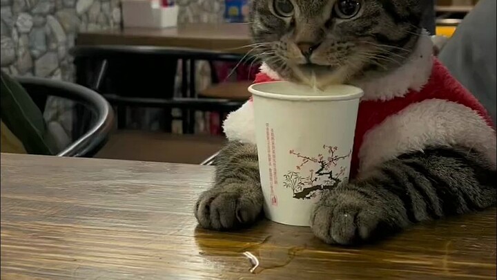 เหมียว: ฉันชอบดื่มน้ำจากแก้วมากเลย