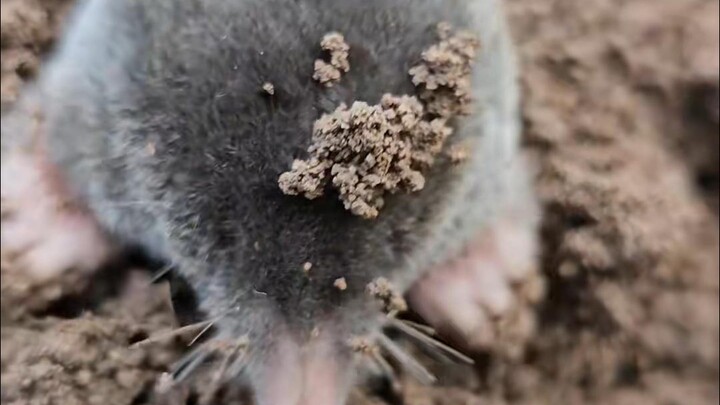 Digging and digging in the small vegetable garden