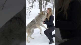 Wolf Whisperer: Apa yang akan terjadi pada wanita yang kembali ke kawanan serigala setelah 4 tahun?